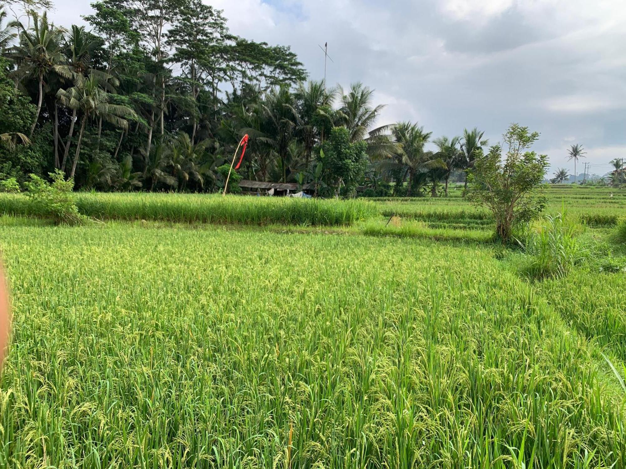 Adi Laxmi Villa Ubud Dış mekan fotoğraf