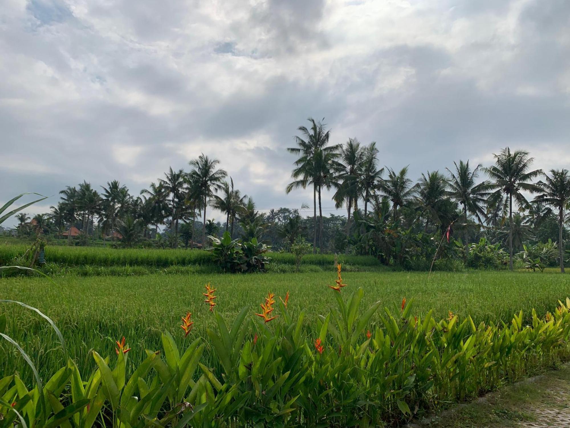 Adi Laxmi Villa Ubud Dış mekan fotoğraf